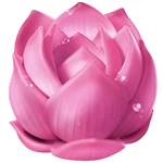 สัญลักษณ์ดอกไม้สีชมพู